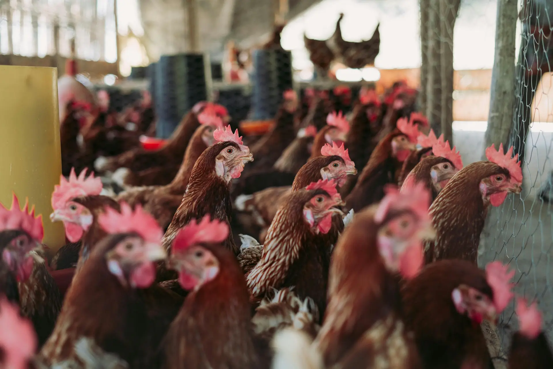 Saco de alimento para aves